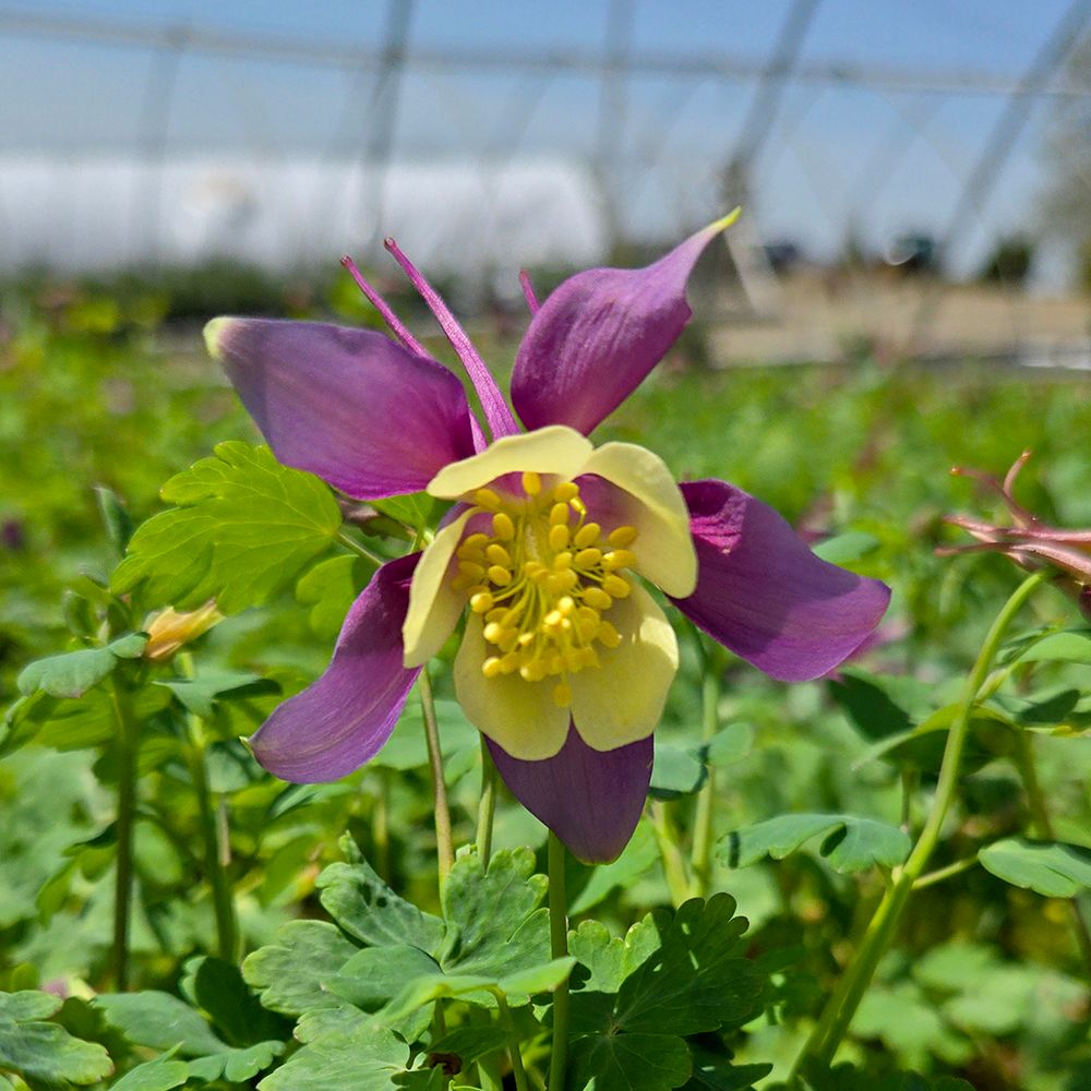 Columbine Purple Yellow