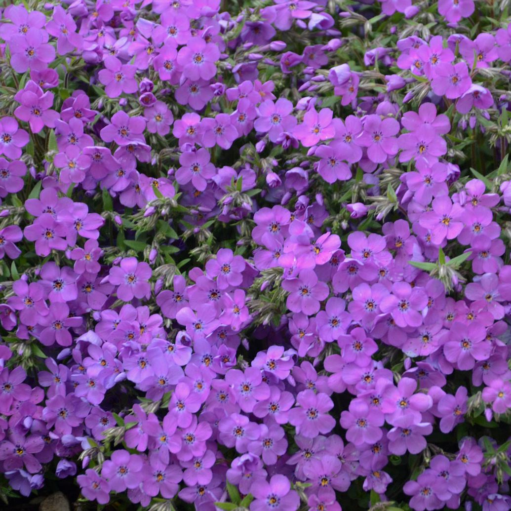 Phlox Purple Sprite