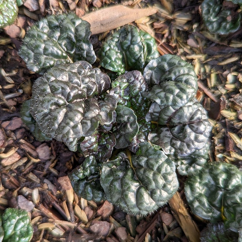 Ajuga Metallica Crispa