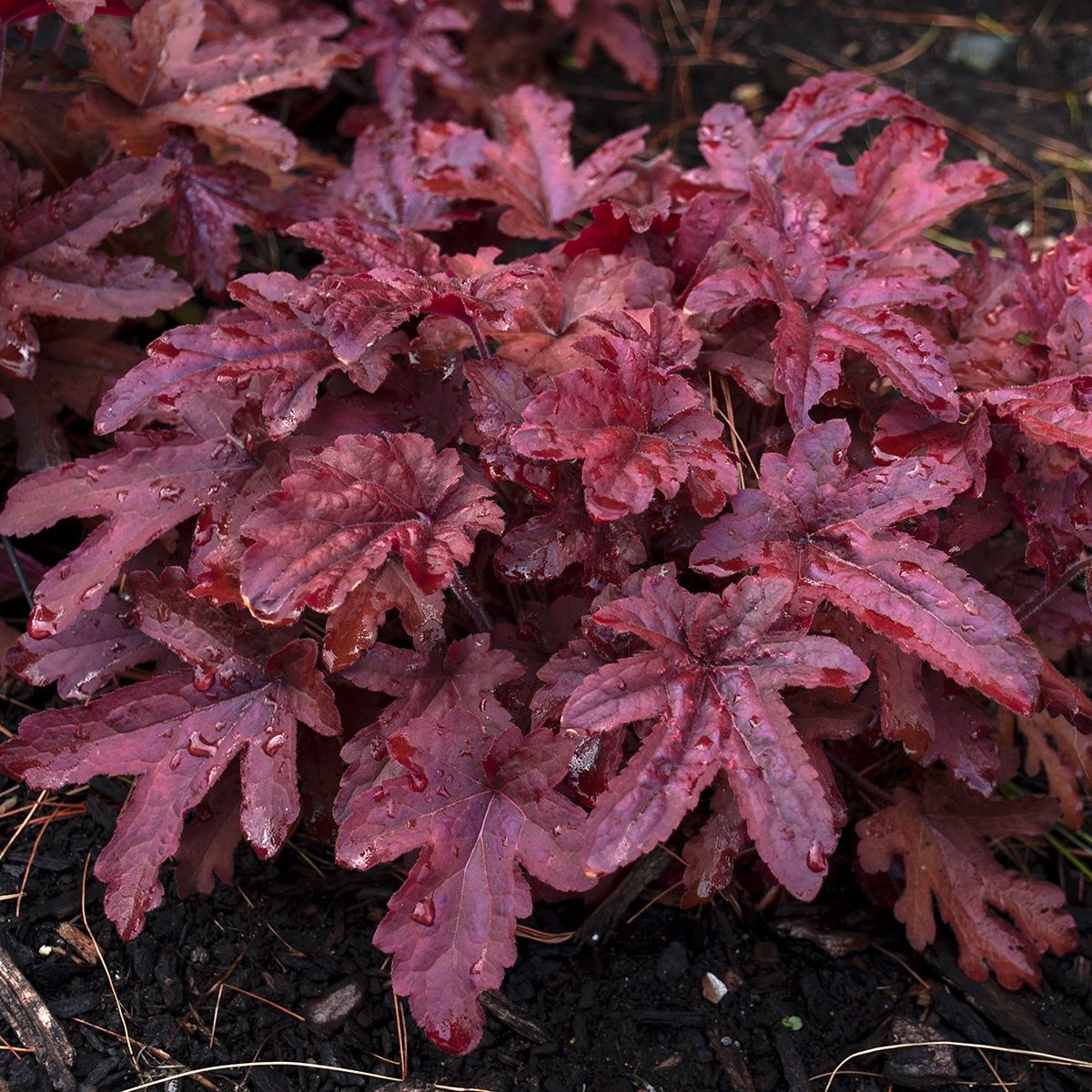 Heucherella Red Rover