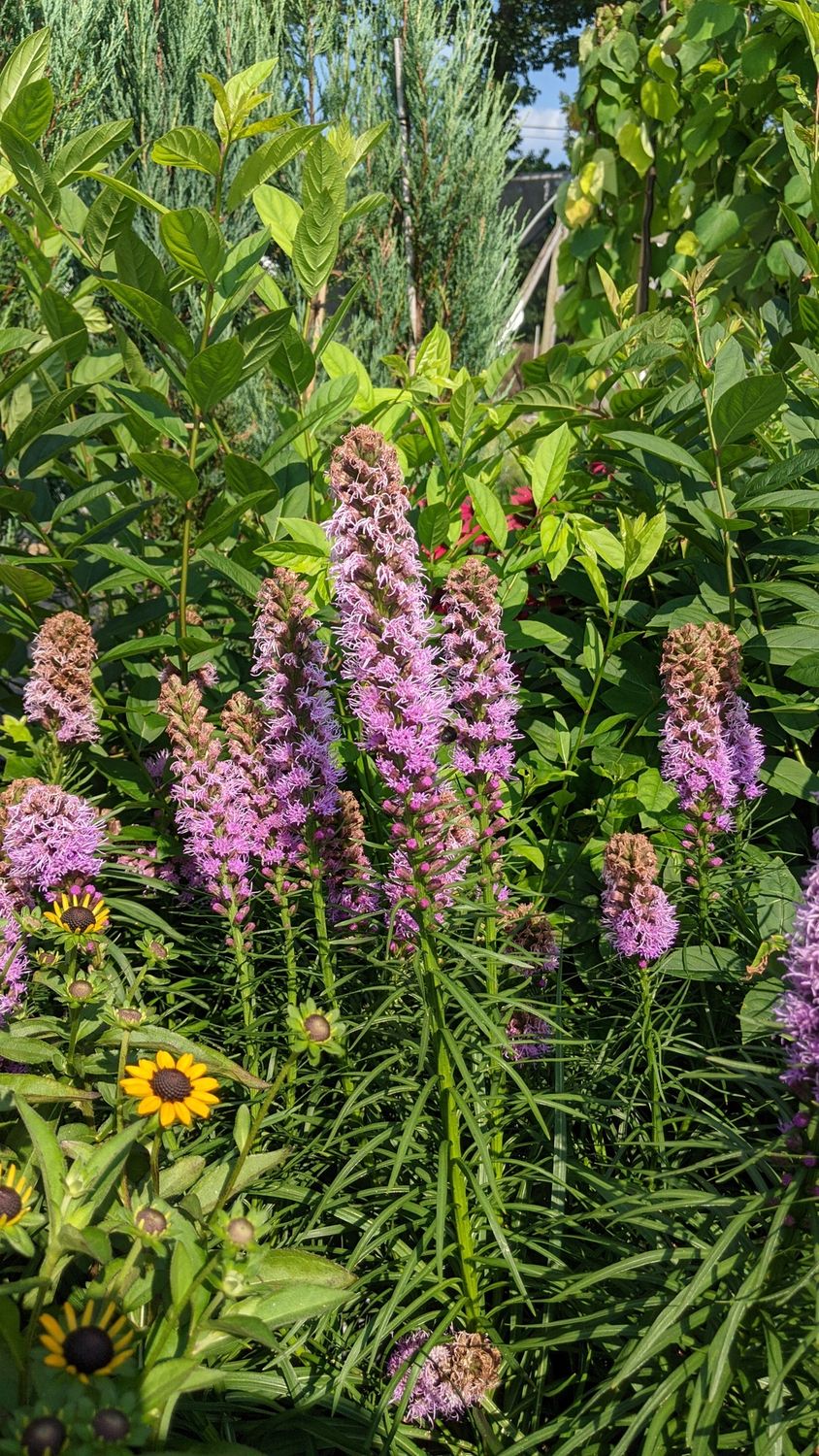 Liatris Kobold Original