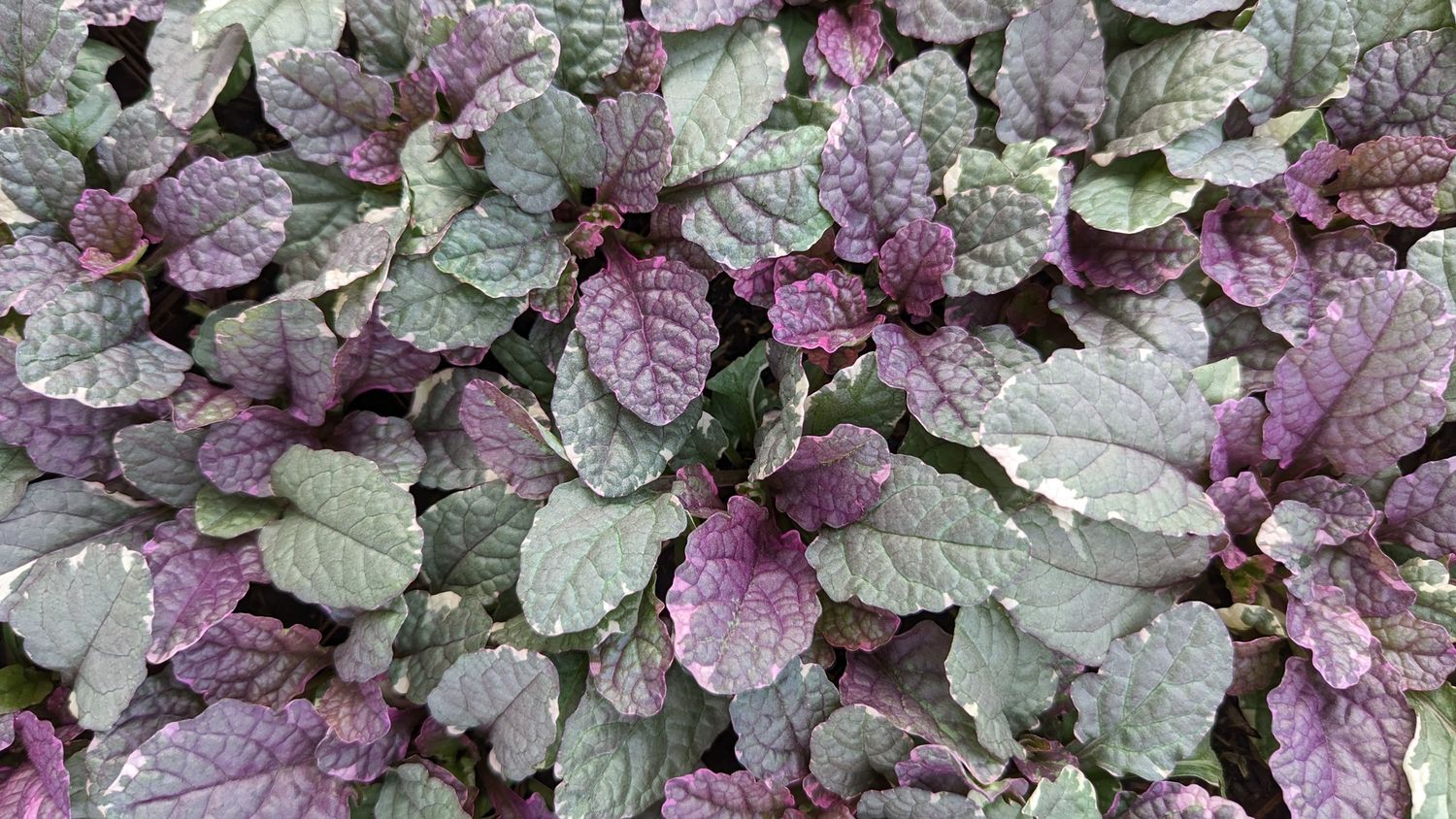 Ajuga Burgundy Glow