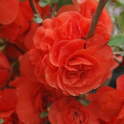 Quince Duble Take Orange