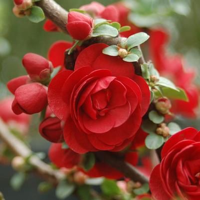 Quince Double Take Scarlet