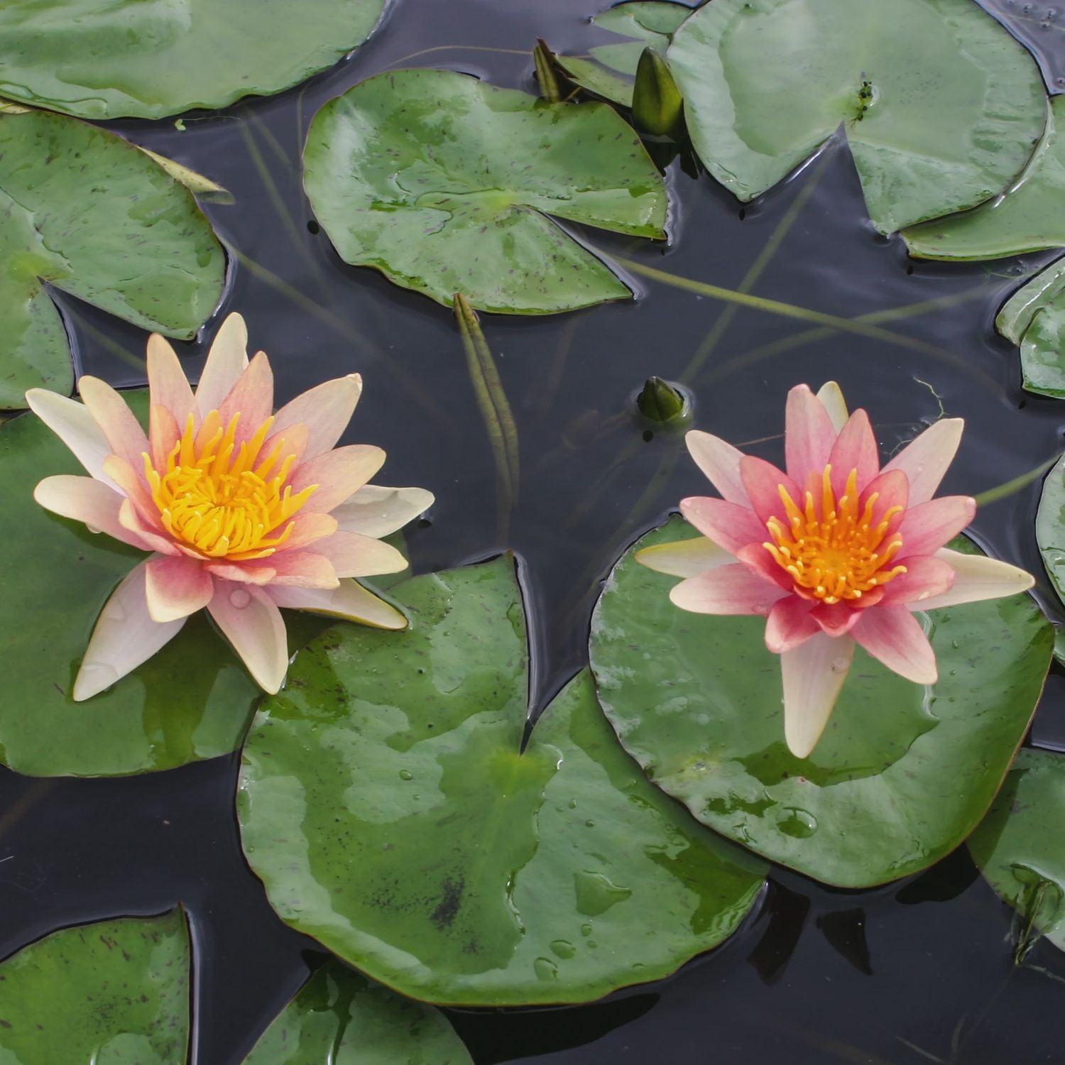 Water Lily Sioux