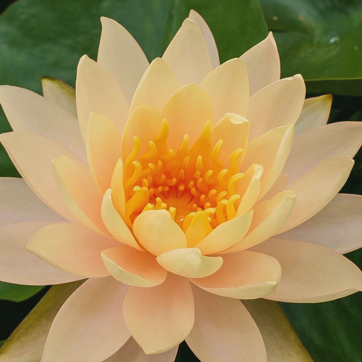 Water Lily Clyde Ikins