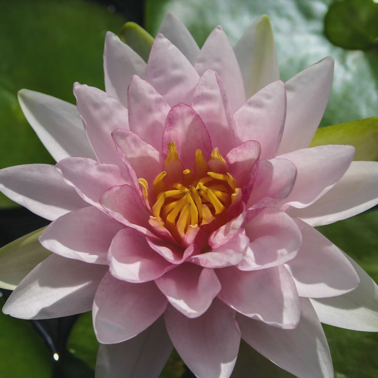 Water Lily Mme Wilfron Gonnere