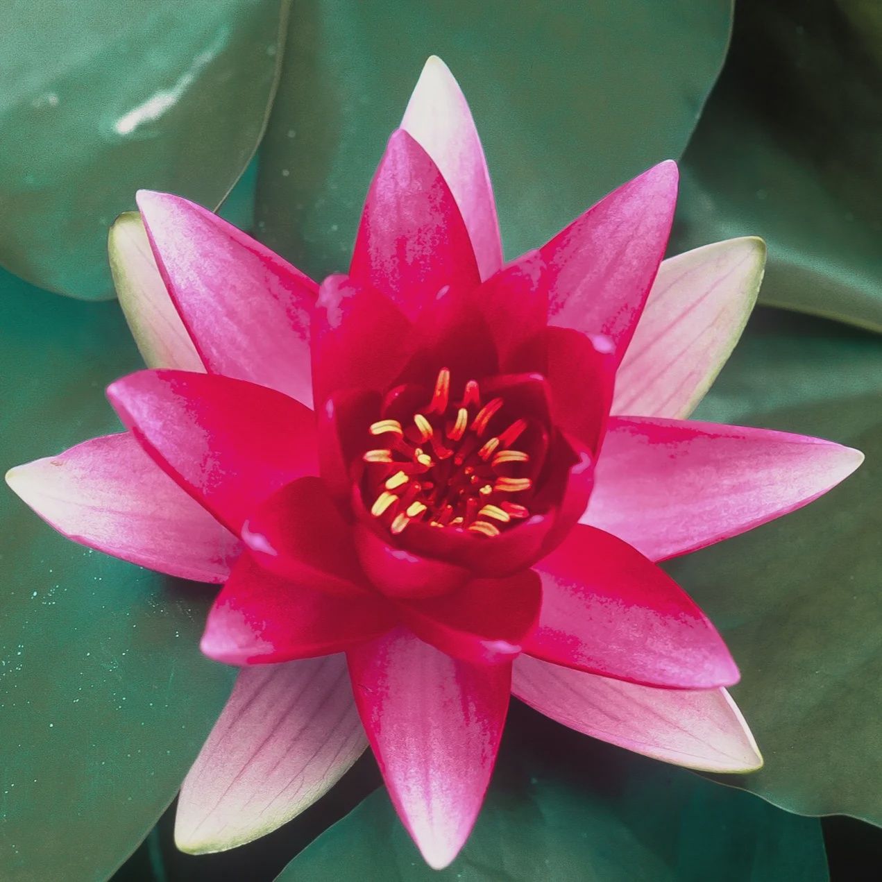 Water Lily Rembrandt