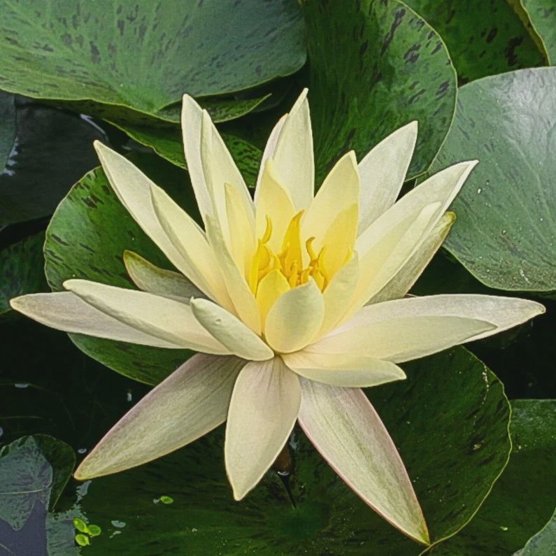 Water Lily Texas Dawn