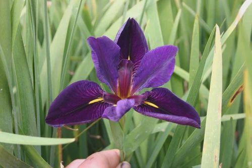 Iris Black Gamecock