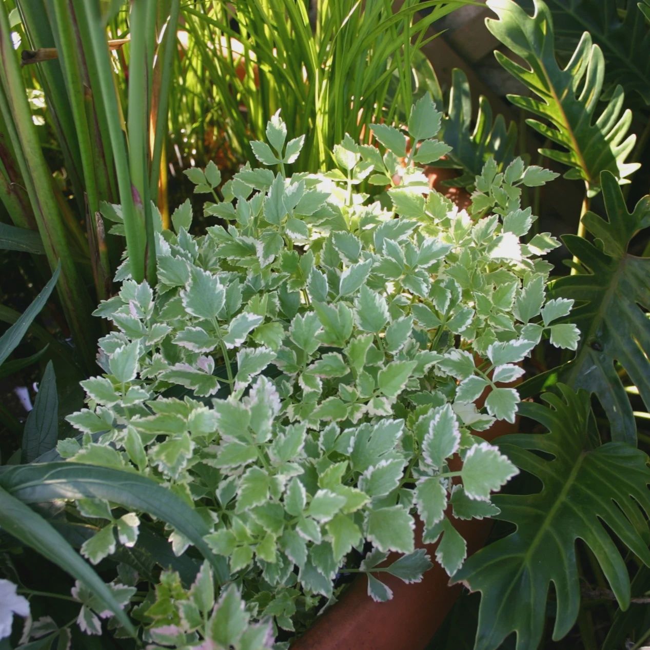 Water Celery