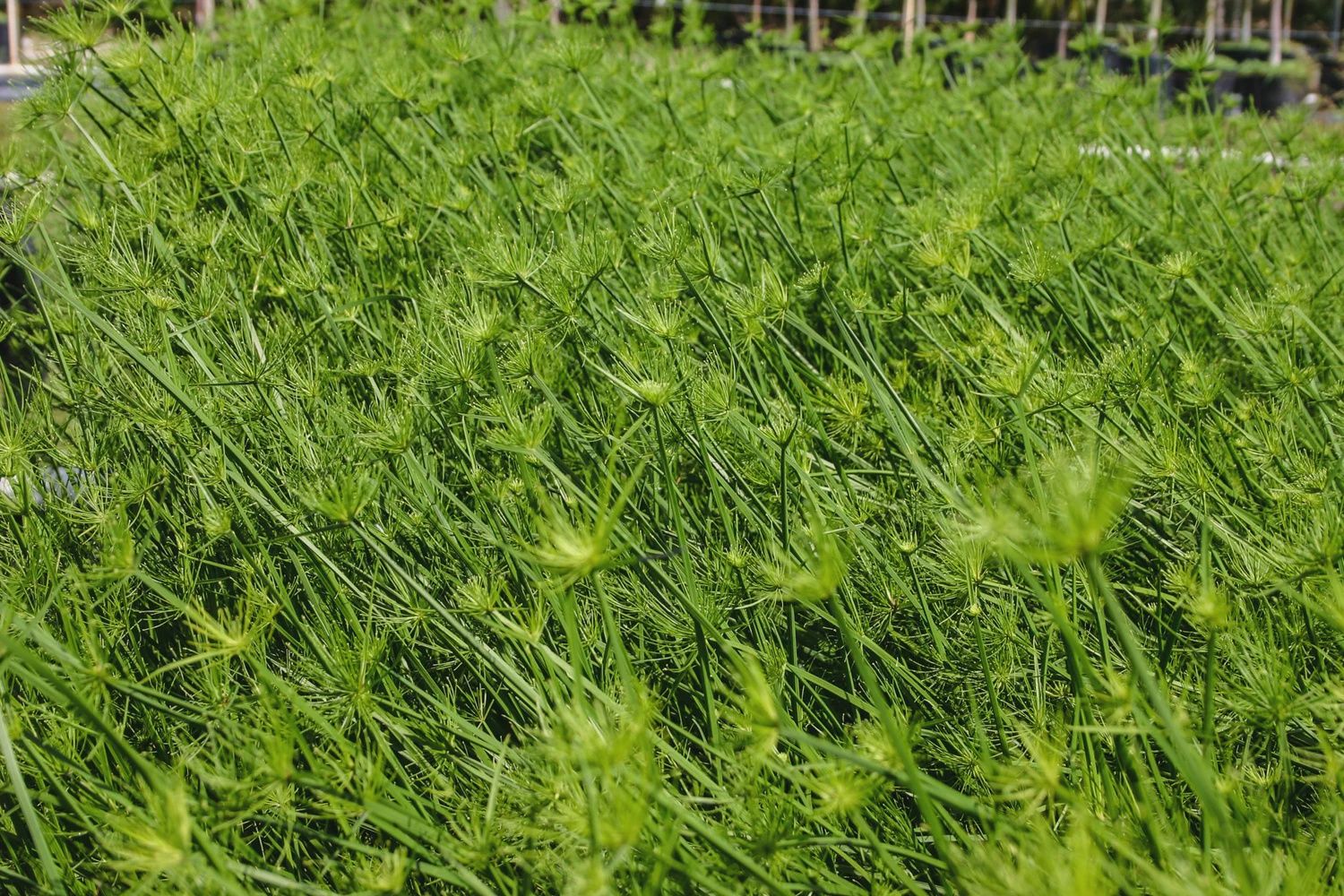 Dwarf Papyrus
