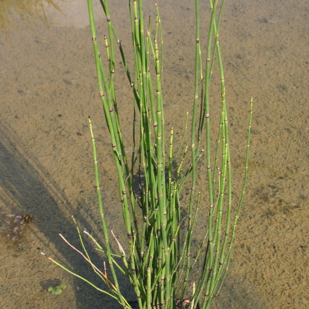 Horsetail Rush