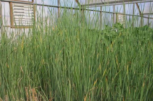 Cattail Graceful