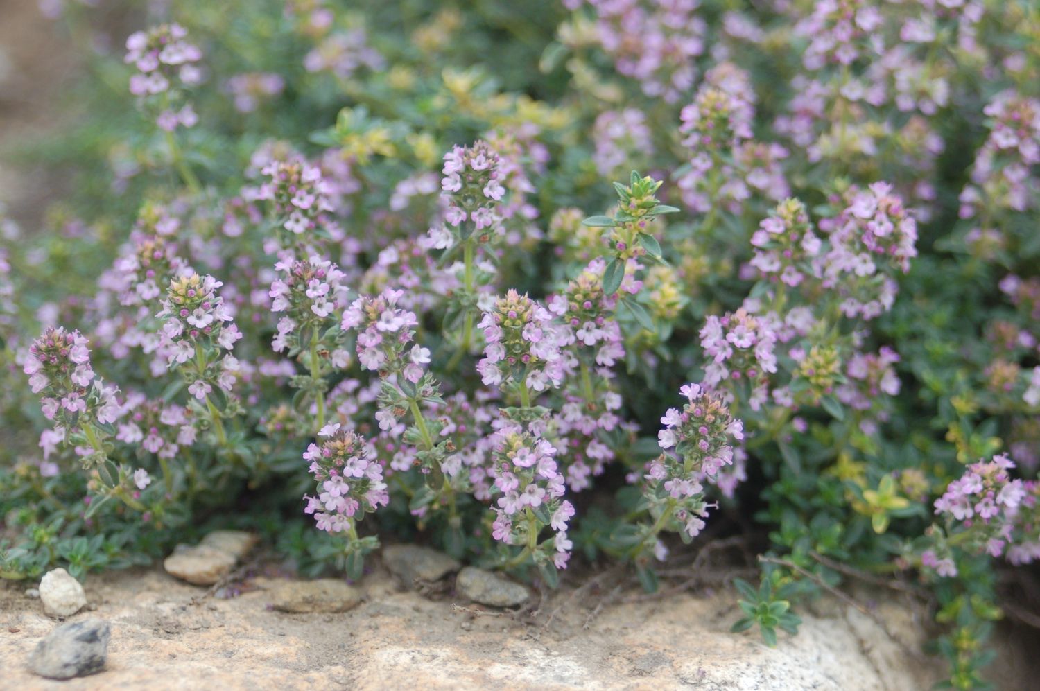 Creeping Thyme Pink Chintz