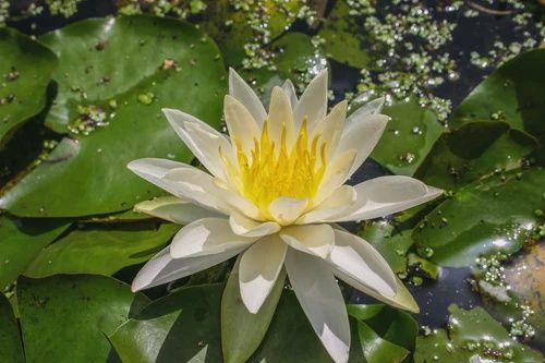 Water Lily Virginia
