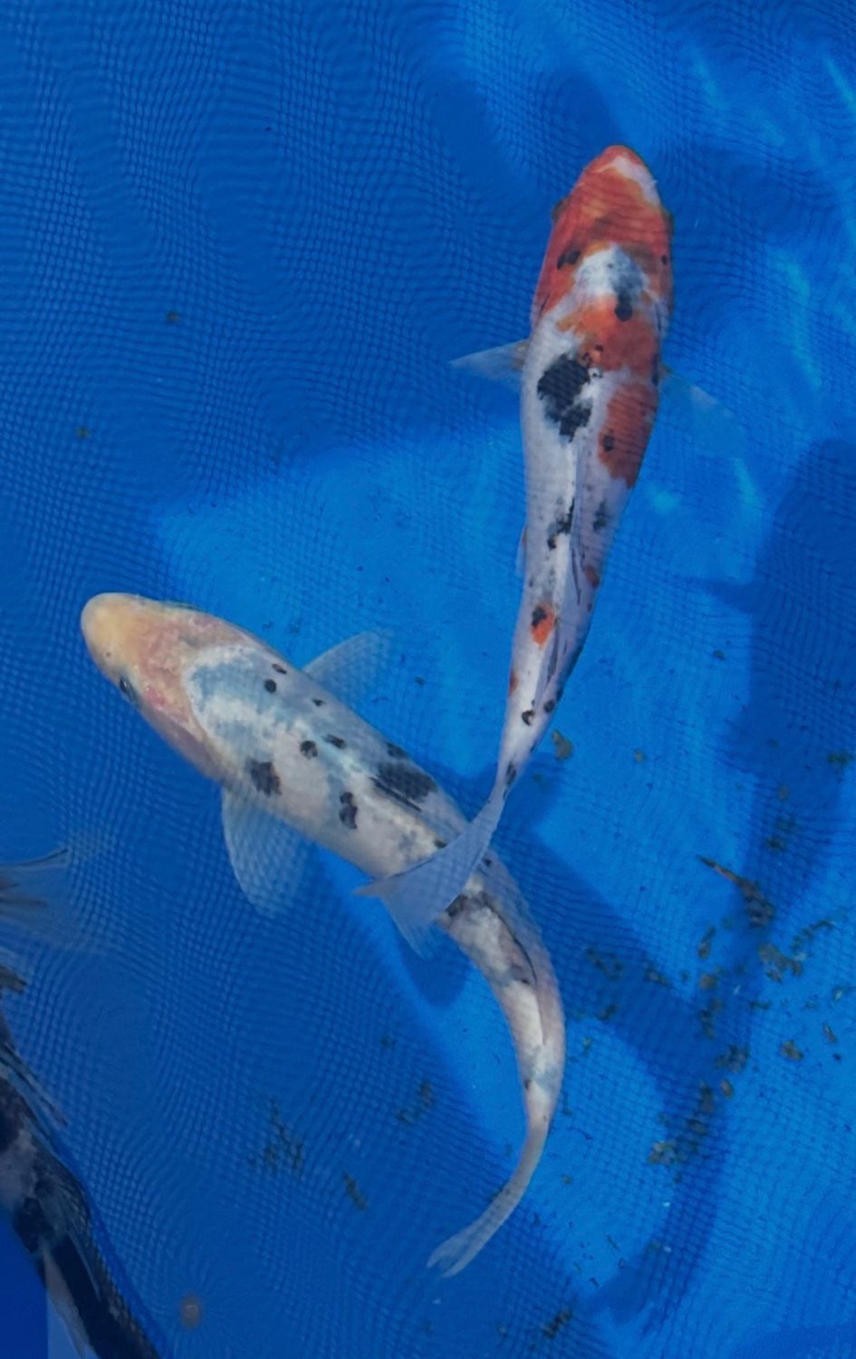 6" Tri Color Koi