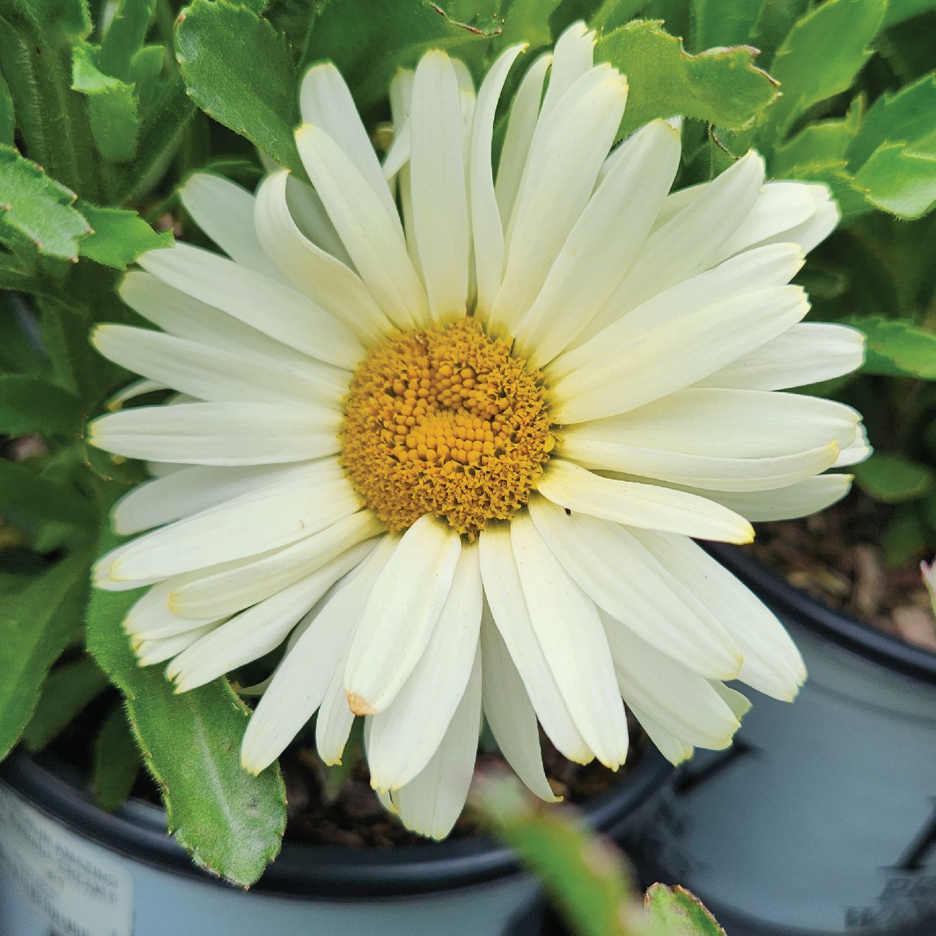 Shasta Daisy Banana Cream