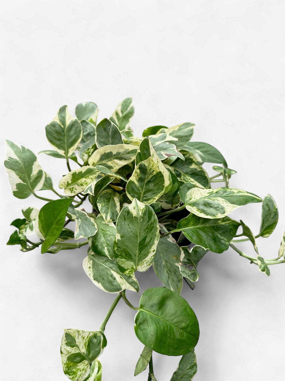 6" Pothos Pearls and Jade