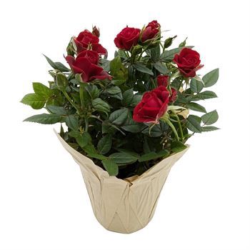 4" Roses, Color: Red
