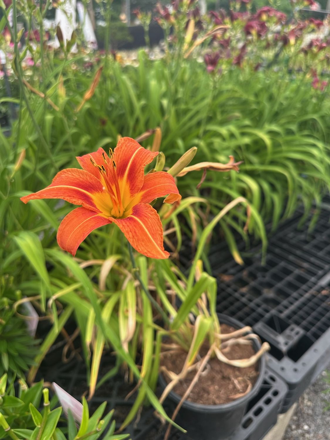 Daylily