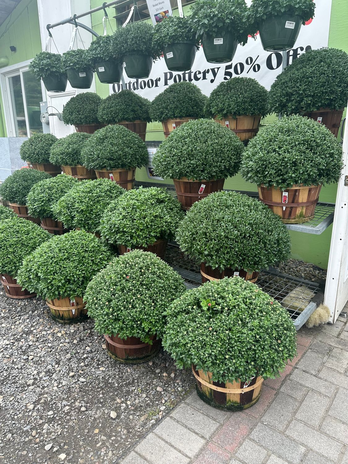 Half Bushel Mums – Assorted &amp; Single Colors