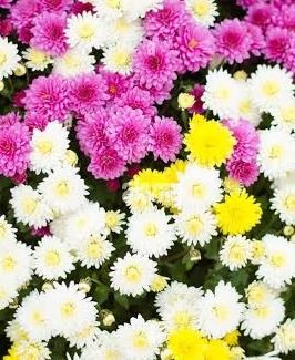 10" Upright Mum Mumbo Hanging Basket – Assorted Colors