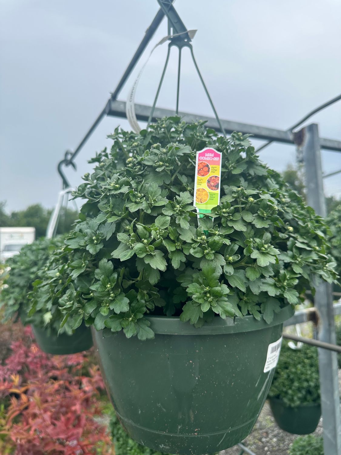 Mum Mumbo Combo Hanging Basket – Assorted Colors, Color: Orange, Coral, Yellow