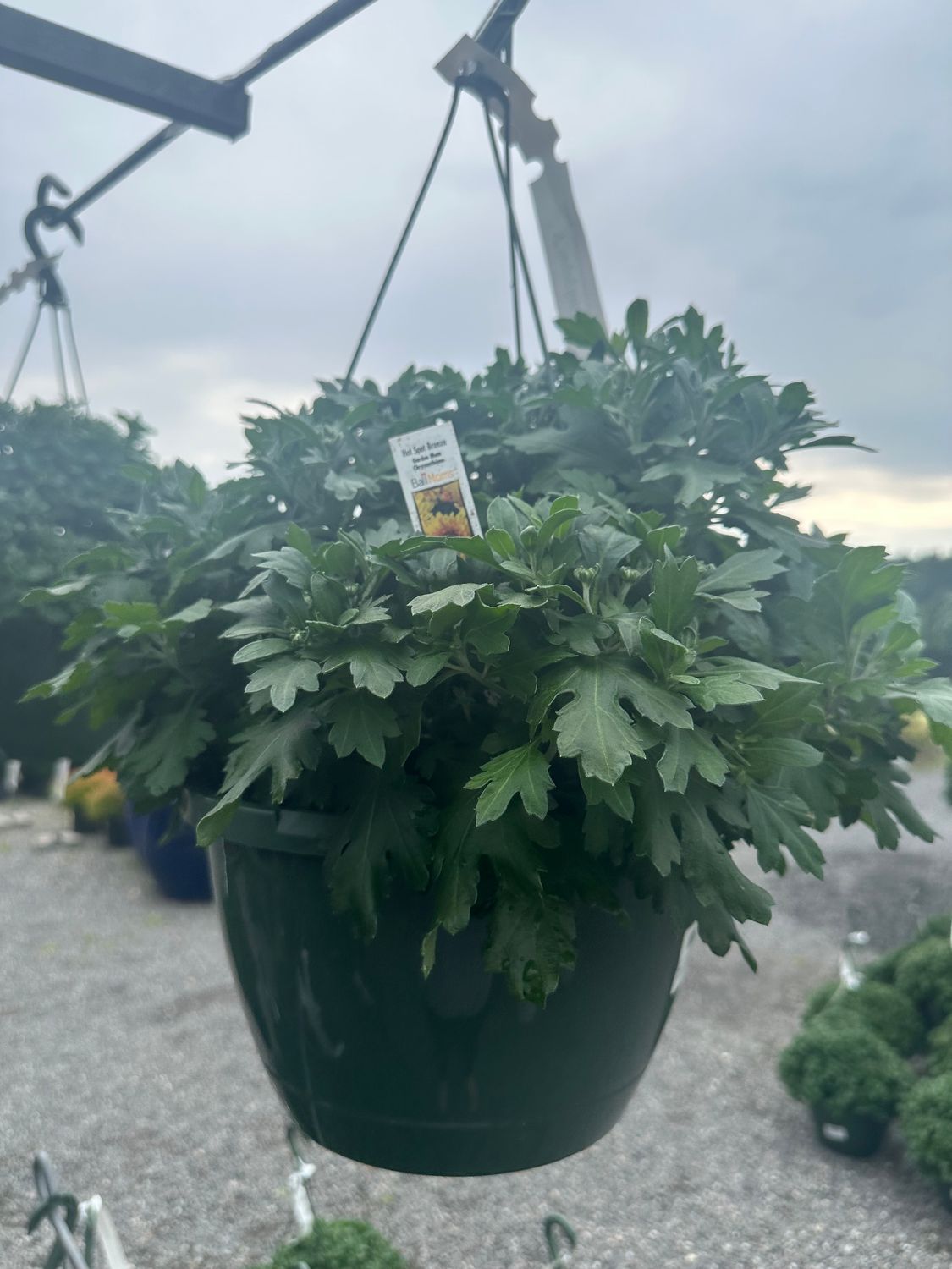 Mum Hanging Baskets - Single Colors, Color: Bronze