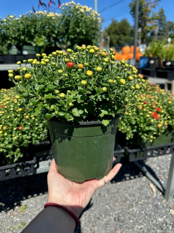 6.5" Mums – Assorted &amp; Single Colors