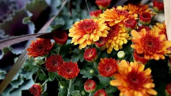 8" Mums in Fiber Pots – Assorted Colors, Color: Bronze