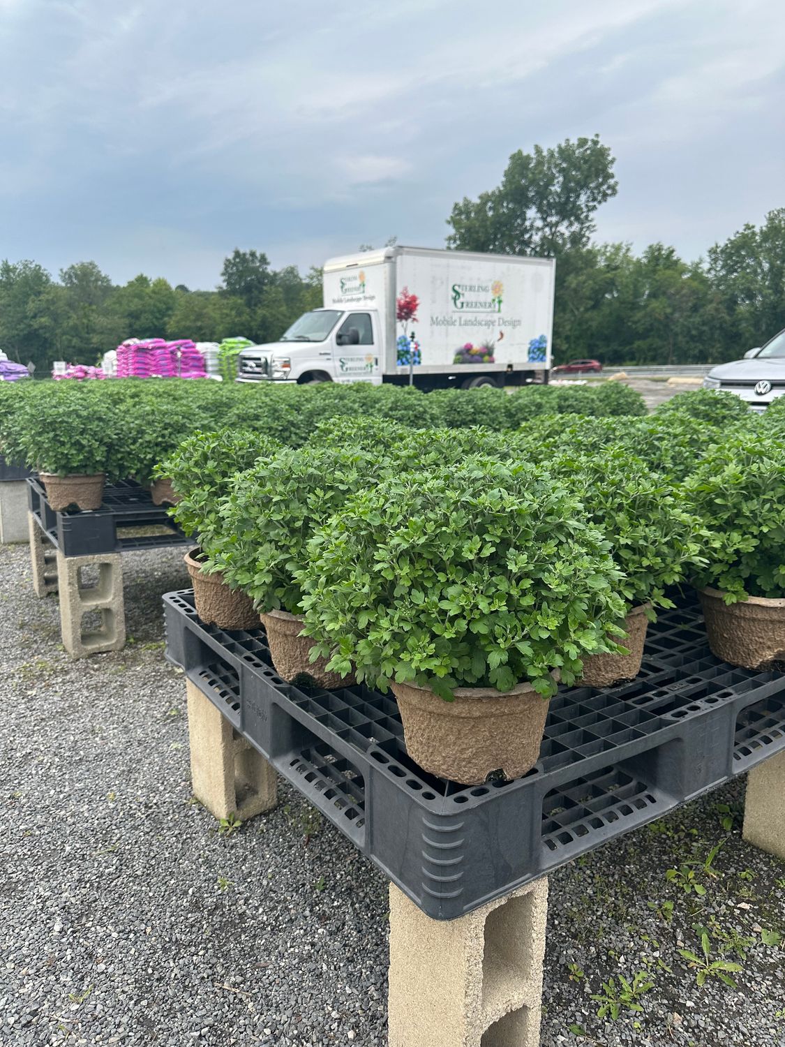 8" Mums in Fiber Pots – Single Colors