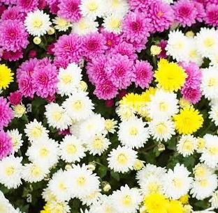 8" Mumbo Mums in Fiber Pots – Assorted Colors, Color: Pearl Pink Yellow