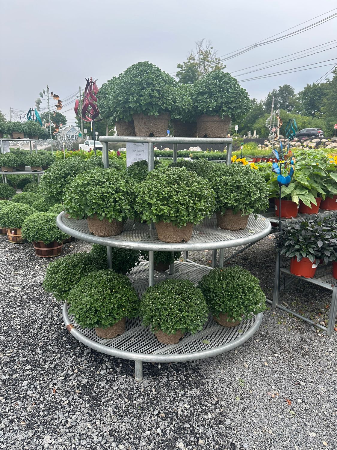 8" Mumbo Mums in Fiber Pots – Assorted Colors