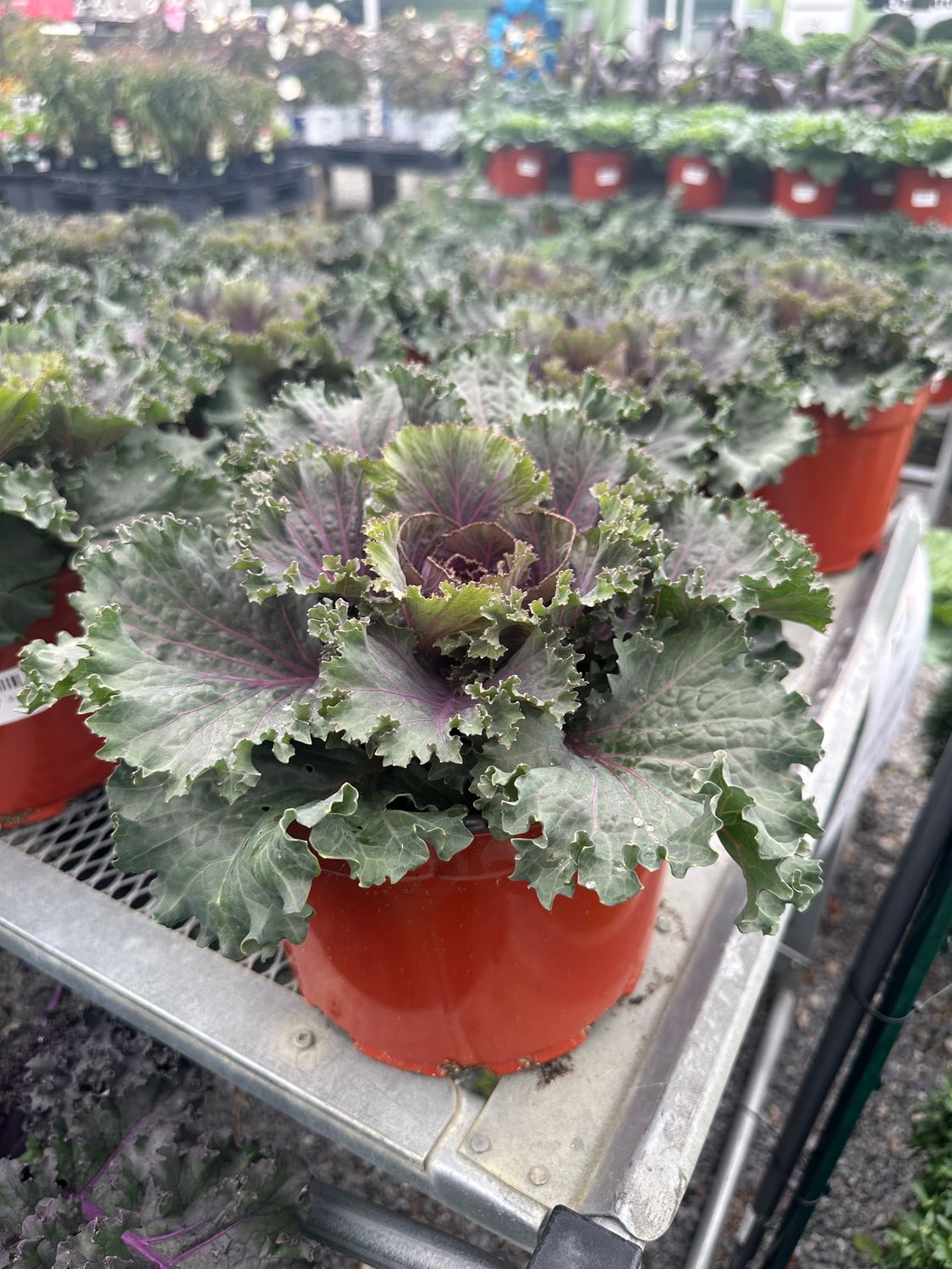 Ornamental Cabbage &amp; Kale- Single Varieties, Variety: Nagoya Red