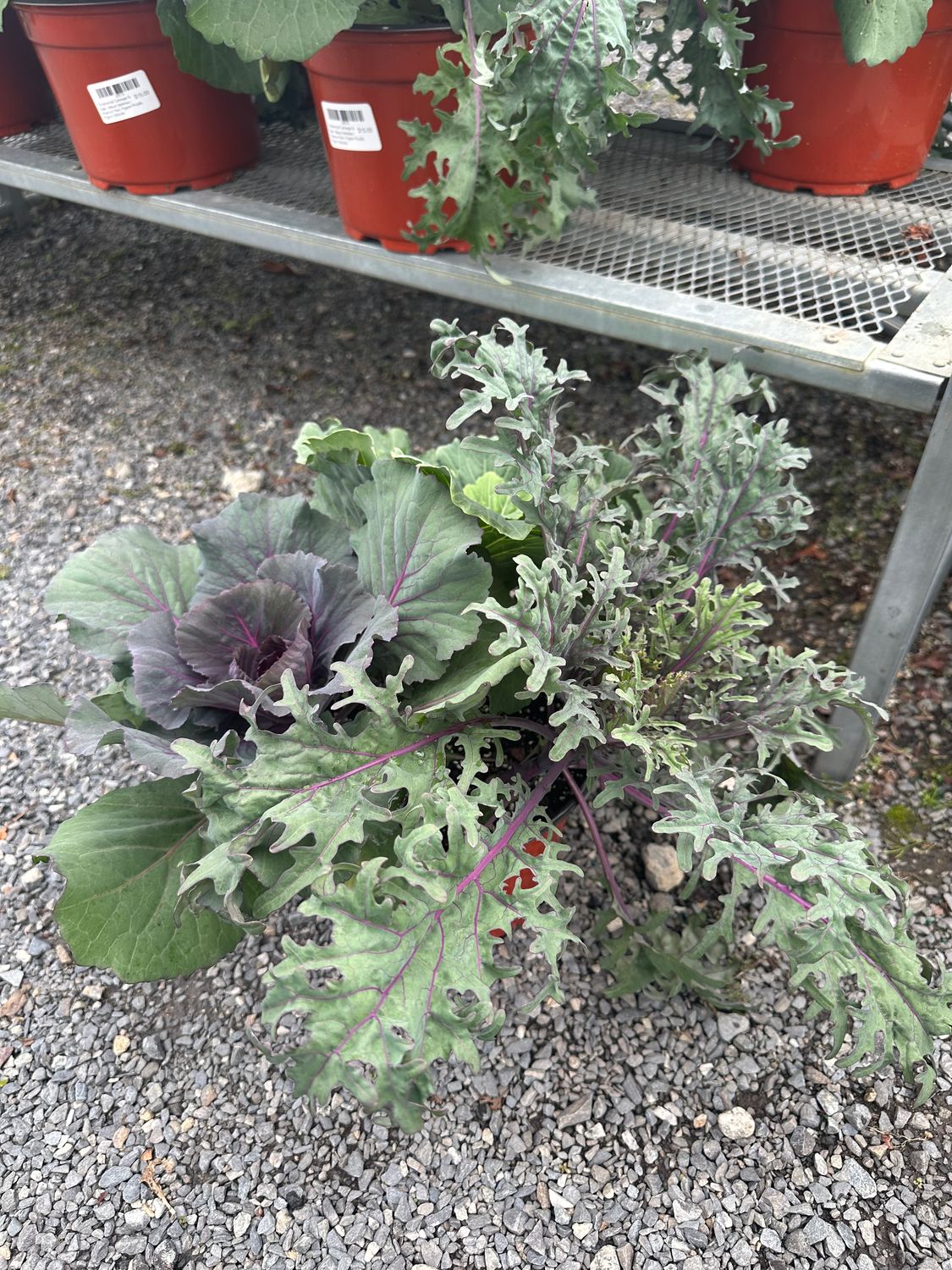 Ornamental Cabbage &amp; Kale - Mixed Varieties, Variety: Peacock Red, Pigeon Purple, Pigeon Victoria