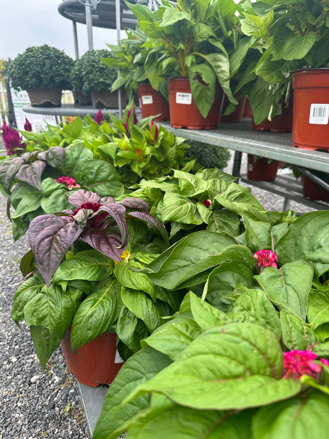 Celosias – Assorted Varieties