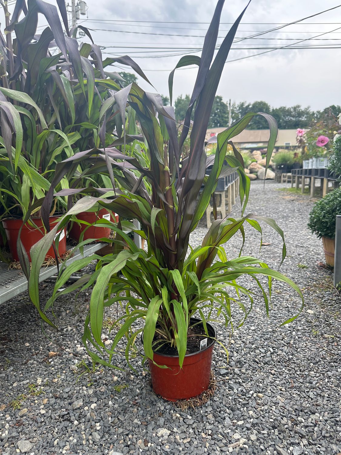 Purple Baron Ornamental Millet