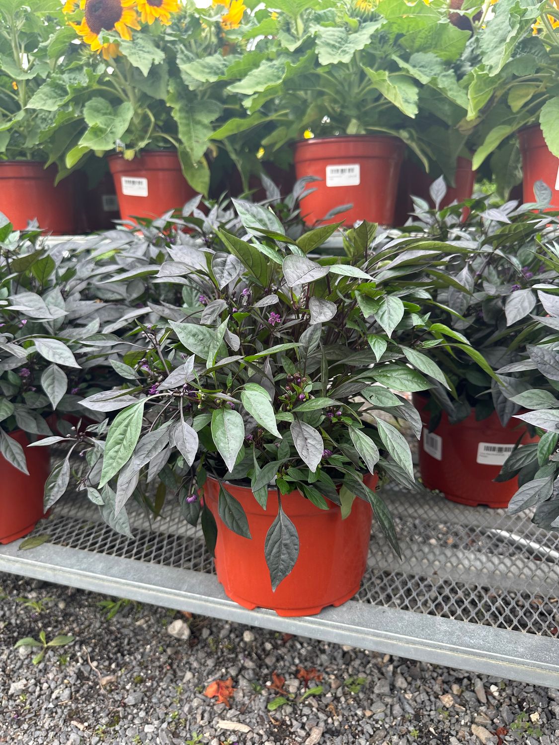 Onyx Red Ornamental Pepper