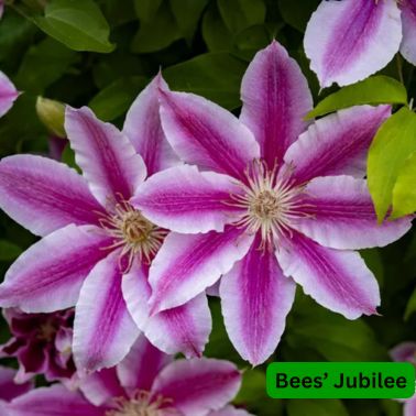 Clematis Bee's Jubilee