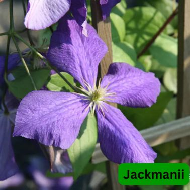 Clematis Jackmanii