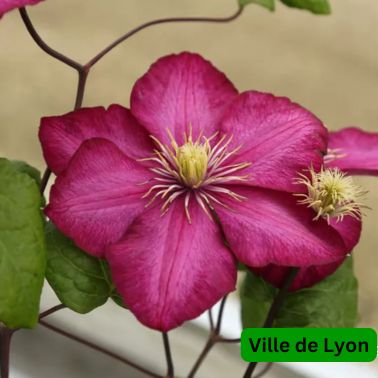 Clematis Ville De Leon