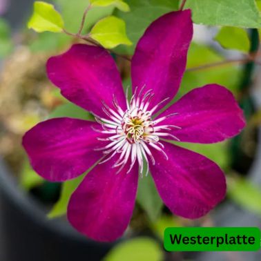 Clematis Westerplatte