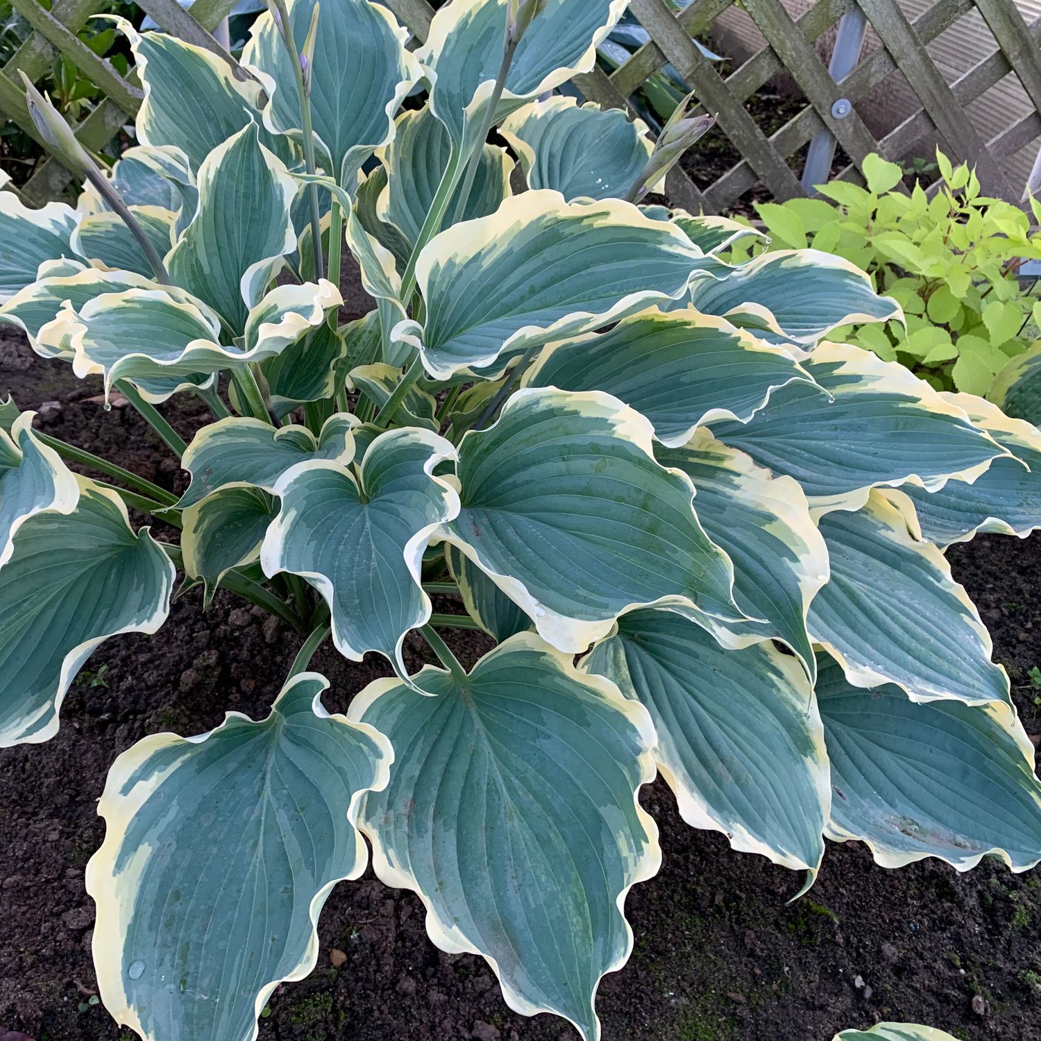 Hosta Shadowland Hope Springs Eternal