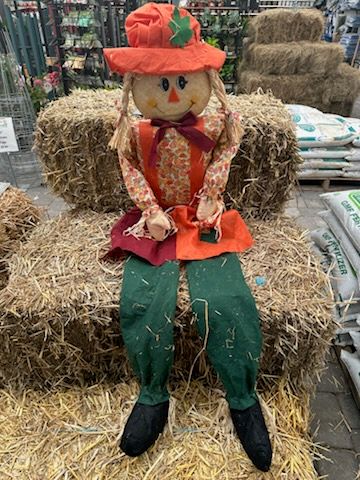 Sitting Scarecrows, Variety: Girl