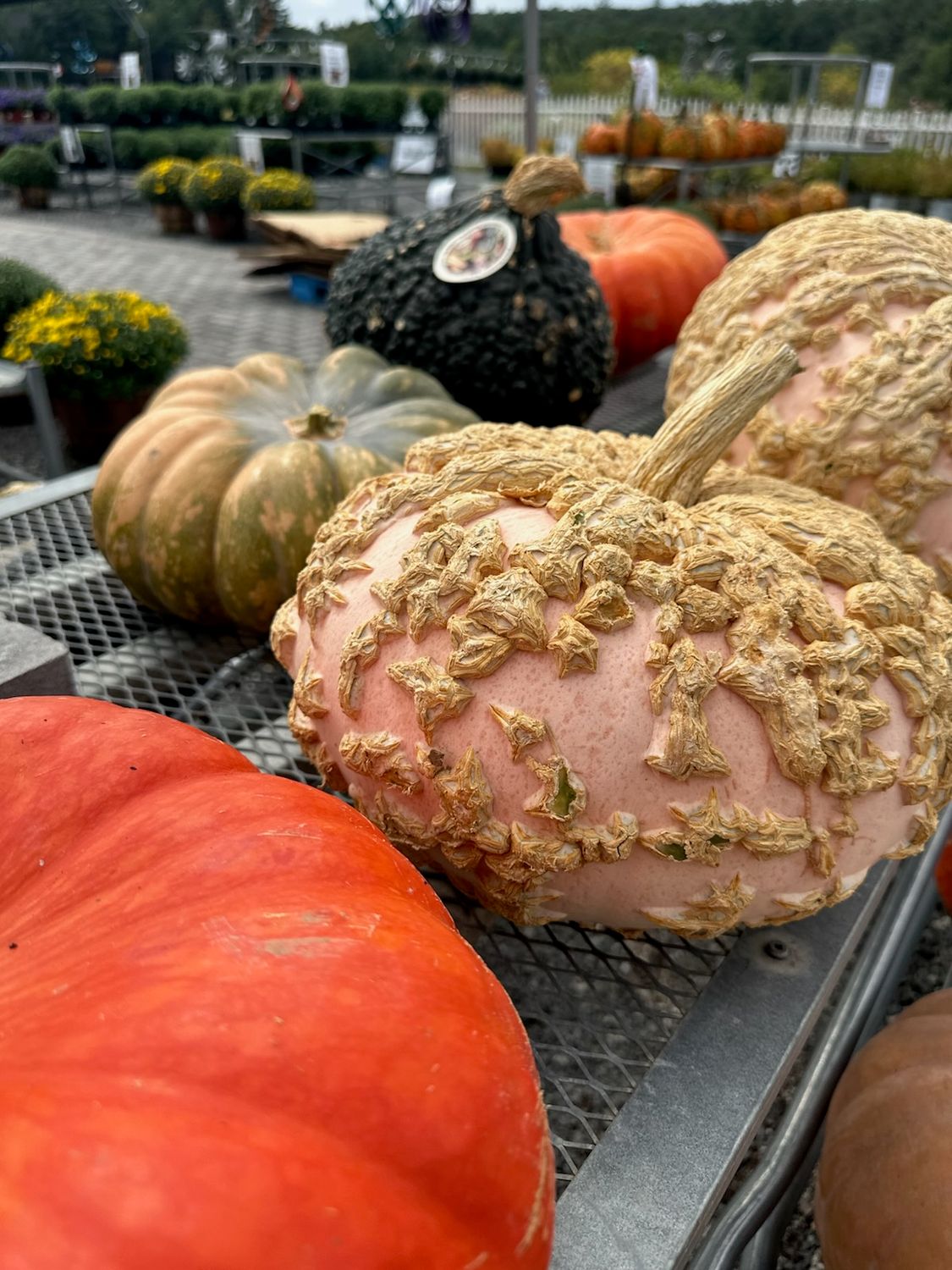 Gourds &amp; Squashes, Variety: Small Ornamental Squash