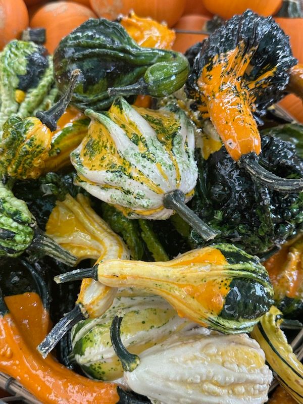 Gourds &amp; Squashes