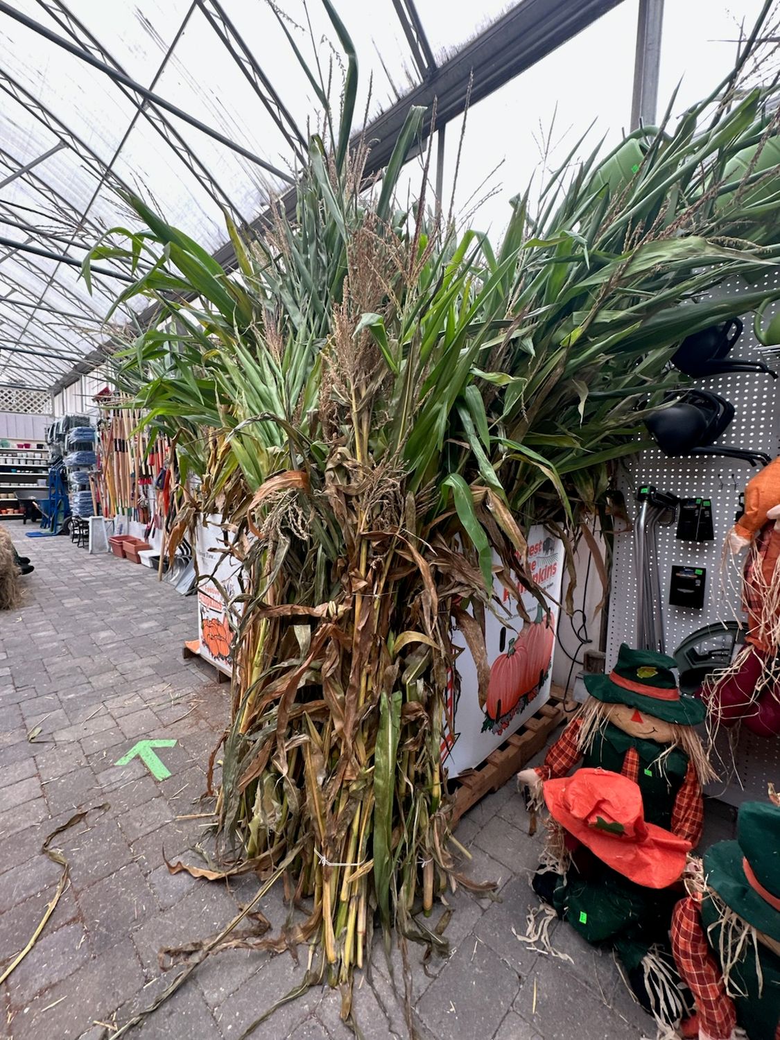 Corn Stalks, Size: Tall