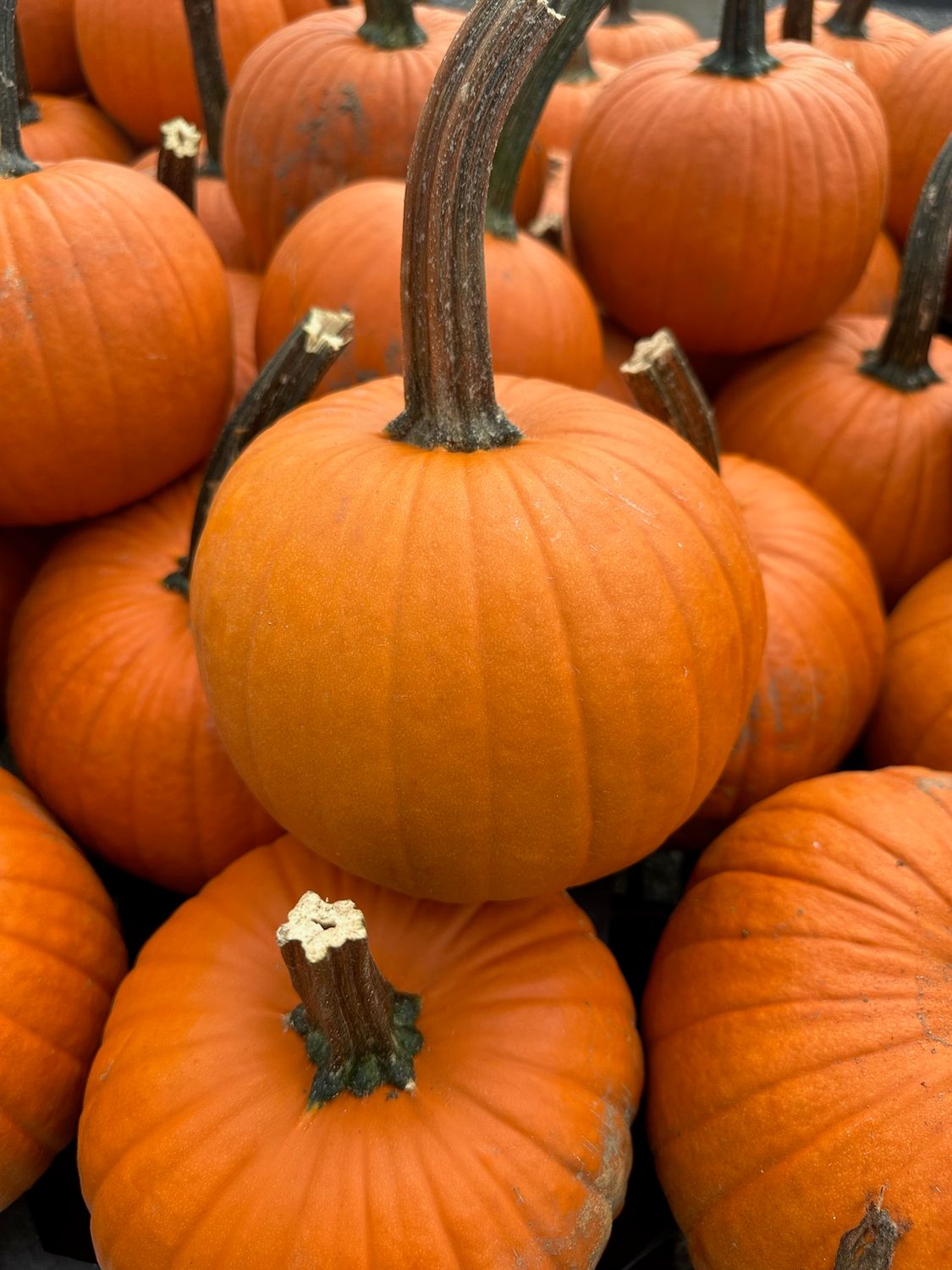 Pumpkins