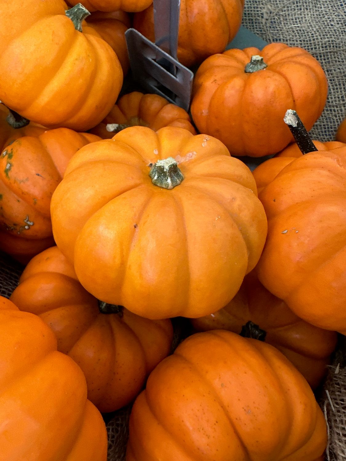 Mini Pumpkins, Variety: Mini Jack Orangita